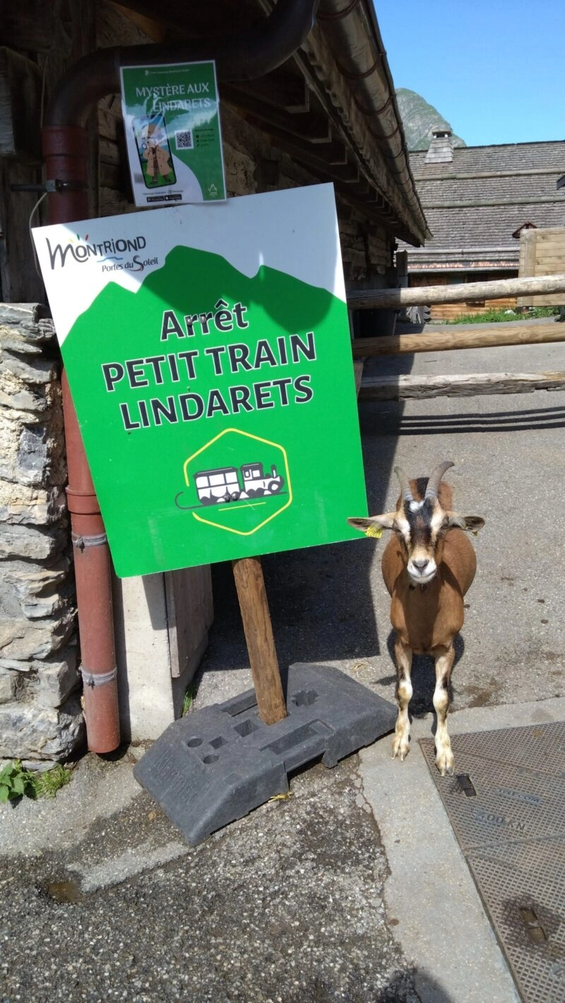 Lindarets DSC 3186